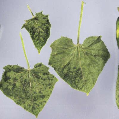 CMV에 의한 잎과 과실의 병징