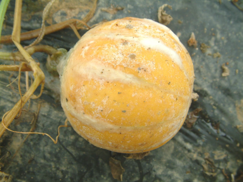 과실 표면에 형성된 균사체