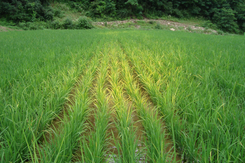 찬물 유입(지하수)에 따른 저온 피해로 양분흡수(특히 인산) 불량으로 인한 황화 현상