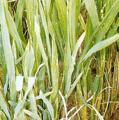 벼 오갈병 증상