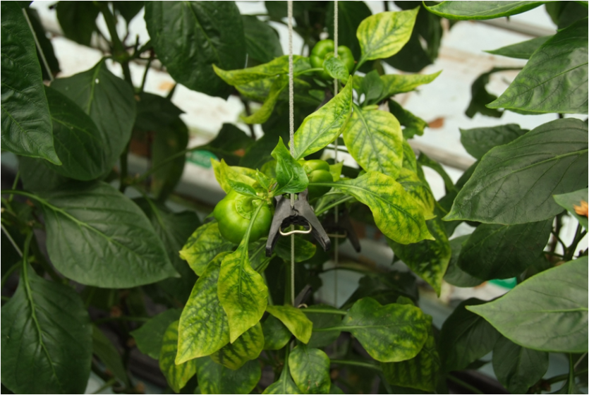 엽맥녹대, 황화, 위축 증상