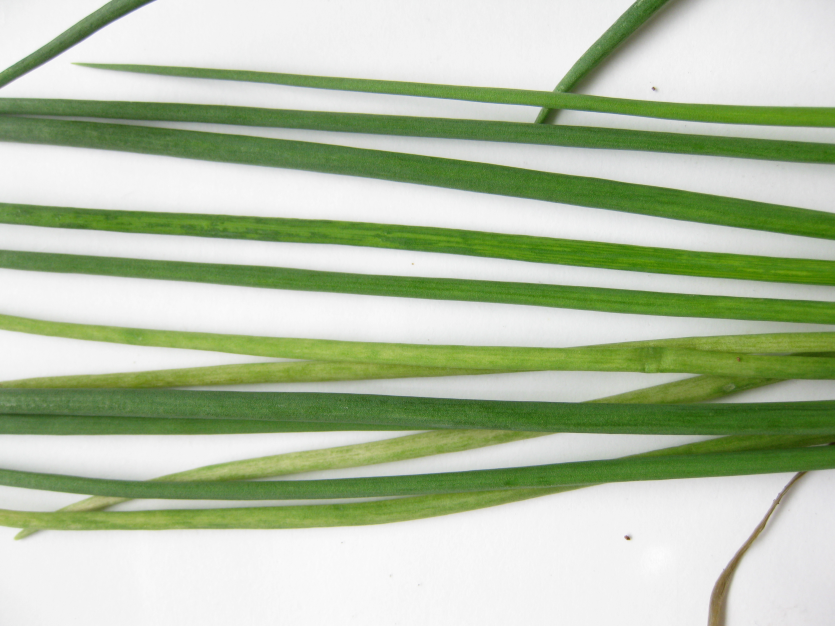 얼룩 줄무늬 증상