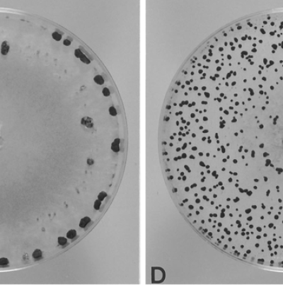 PDA 배지에 형성된 균핵,  병원균(좌 : S. sclerotiorum, 우 : S. minor)