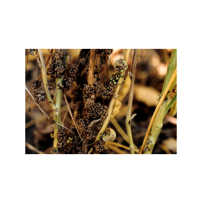 콩 새삼 피해주