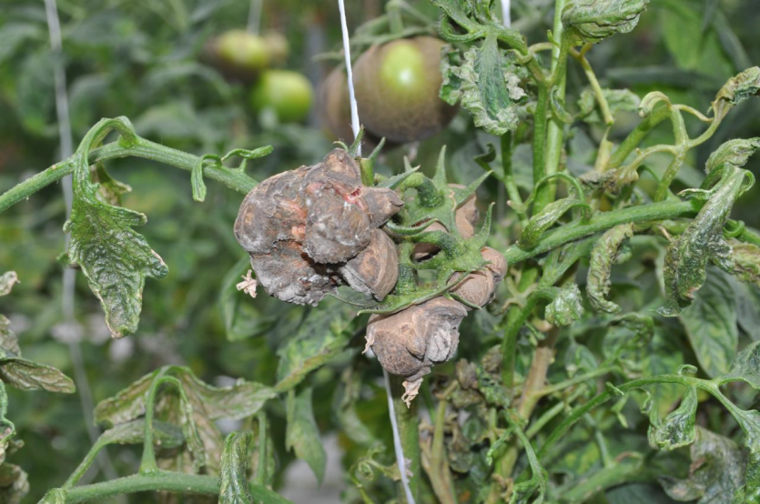 과실의 피해 증상