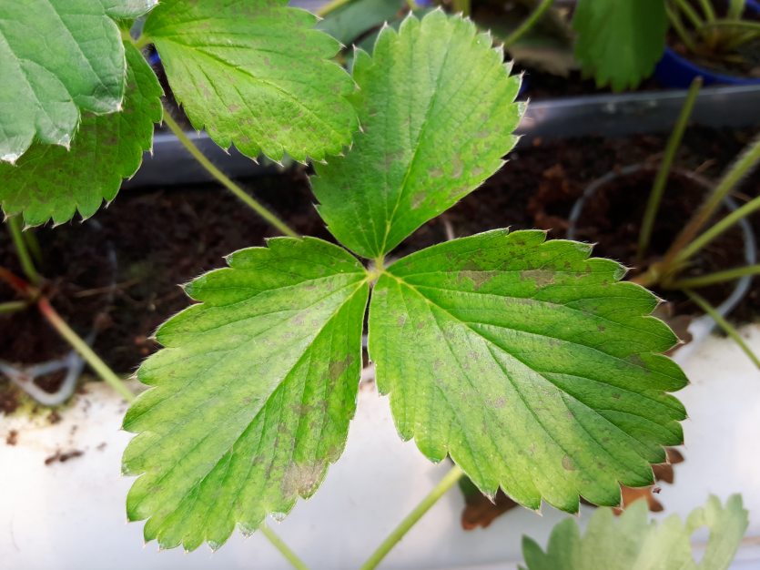 초기 방제에 따른 면역 반응