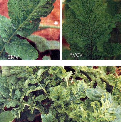모자이크병 증상