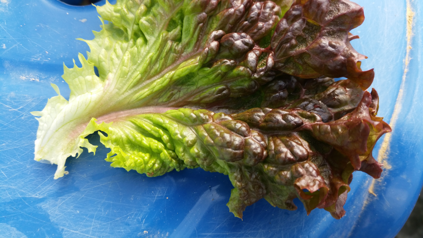 잎의 위축 기형