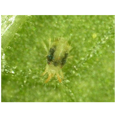 점박이응애 성충