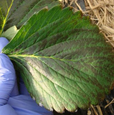 정식 전 지속적 붕산 시비로 성엽 변색(11월)