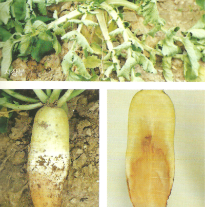 잎과 뿌리의 증상