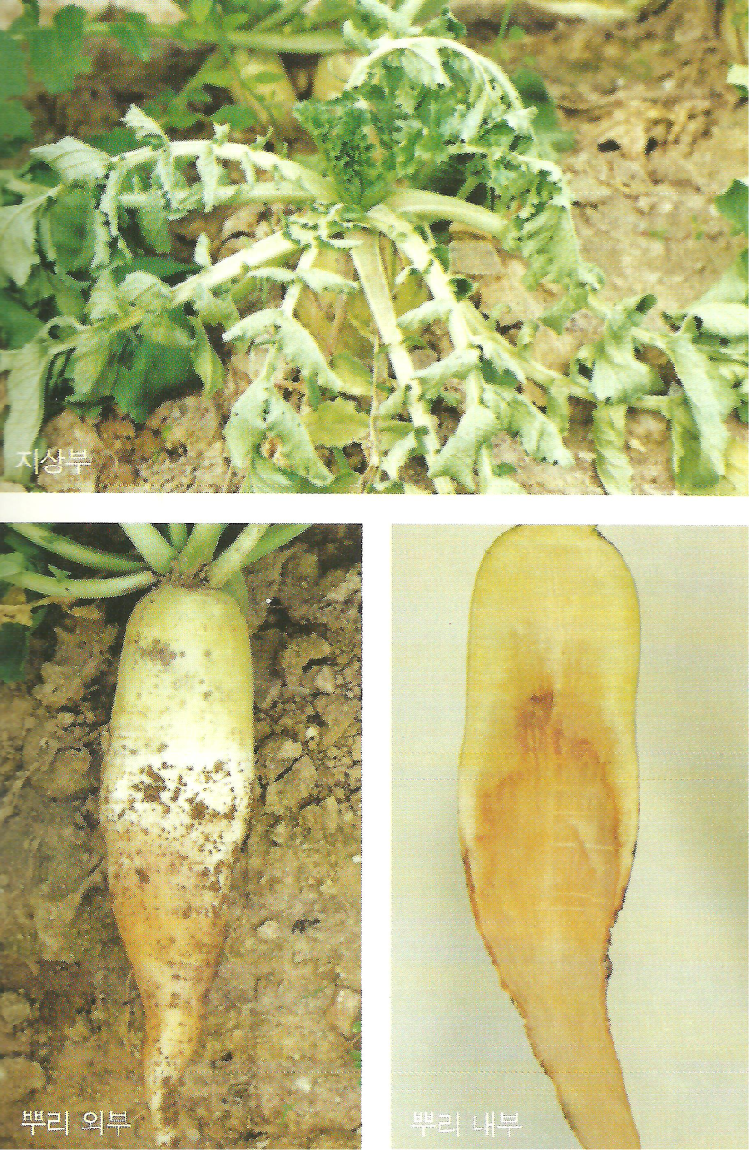 잎과 뿌리의 증상