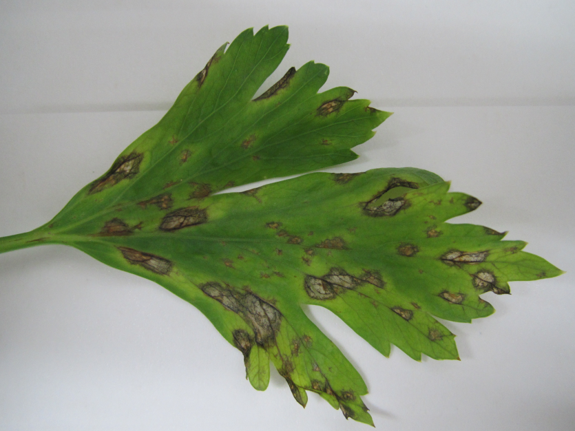 잎의 병징