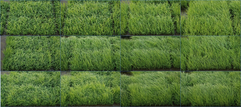 종자 감염비율에 따른 파종 14일 후 못자리 발병 모습(위에서부터 주남, 오대, 추청)