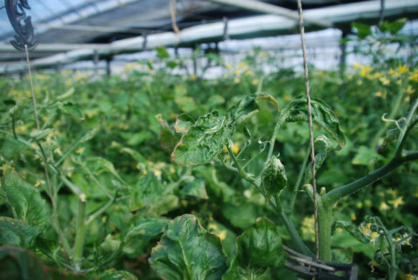 괴저, 기형병징