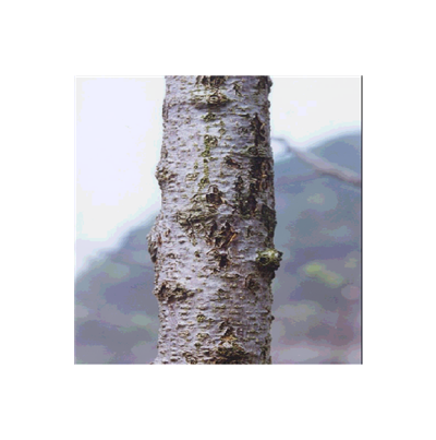 줄기에 발생된 적진병 증상