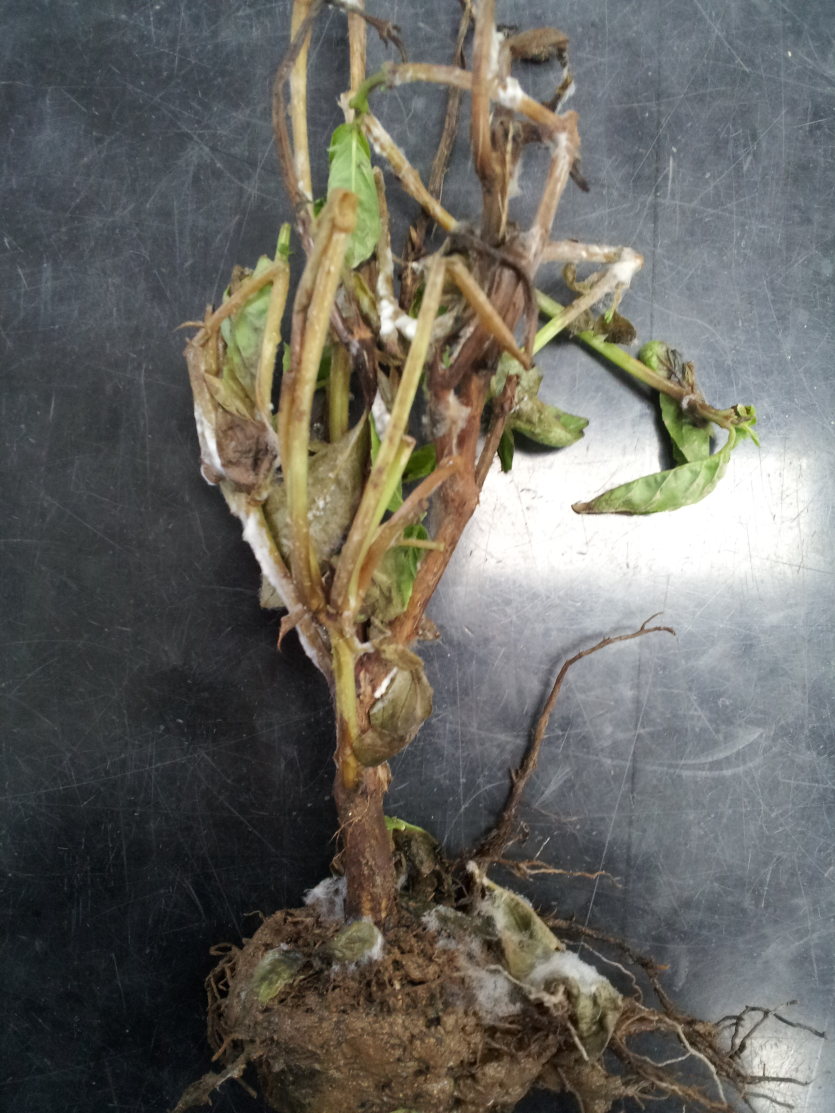 병든 식물체에 형성된 균핵