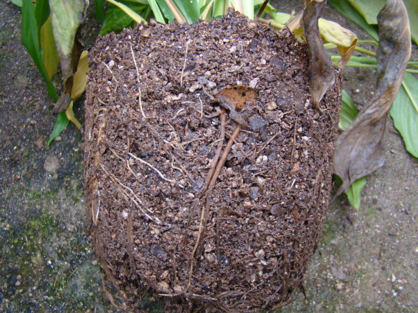 뿌리 갈변 및 무름 증상