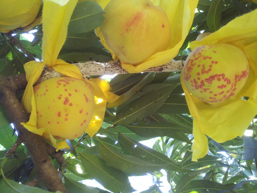    과실 피해(가해부위 붉은 반점)