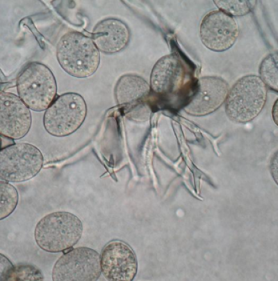 병원균(포자낭)