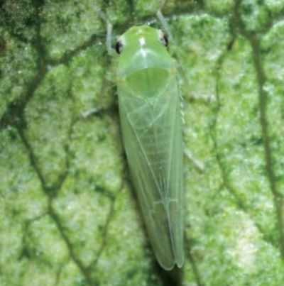 성충(정수리 점무늬)