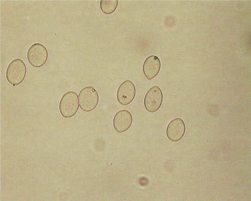 병원균(분생포자)
