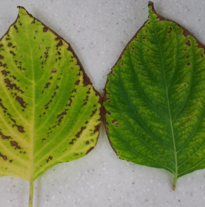 피해 증상(고온 건조에 의한 피해 가중)