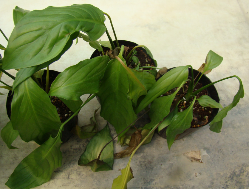 지상부 시듦 증상