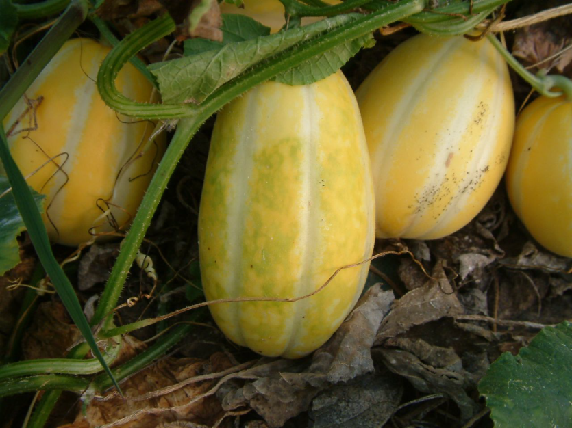 질소 및 수분과다, 일조부족 등에 따른 농녹색 반점