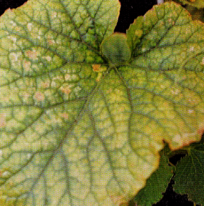 잎에 나타난 증상