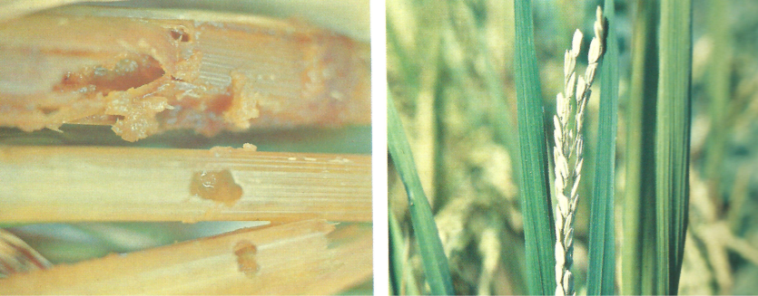 1화기, 2화기 피해