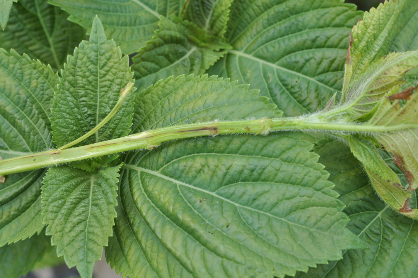 채엽 줄기 내부 흑갈색 변색
