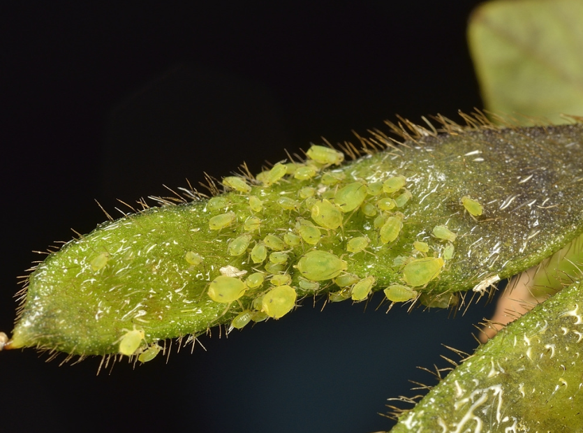 콩진딧물 피해 증상