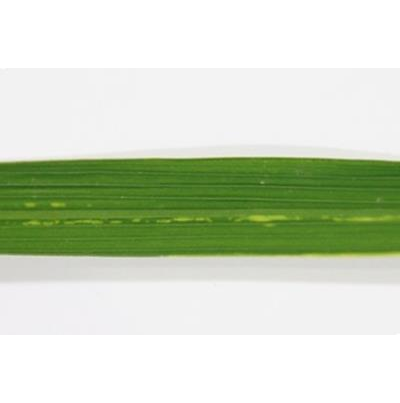 초기 병징(퇴록색 반점)