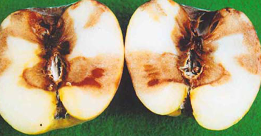 과실 내부의 병징