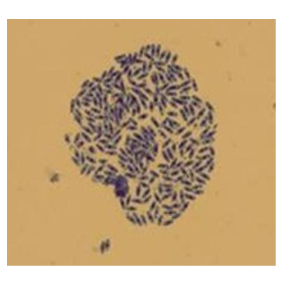 병원균(병포자)