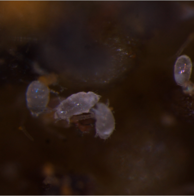 성충(왼쪽)과 알(오른쪽)