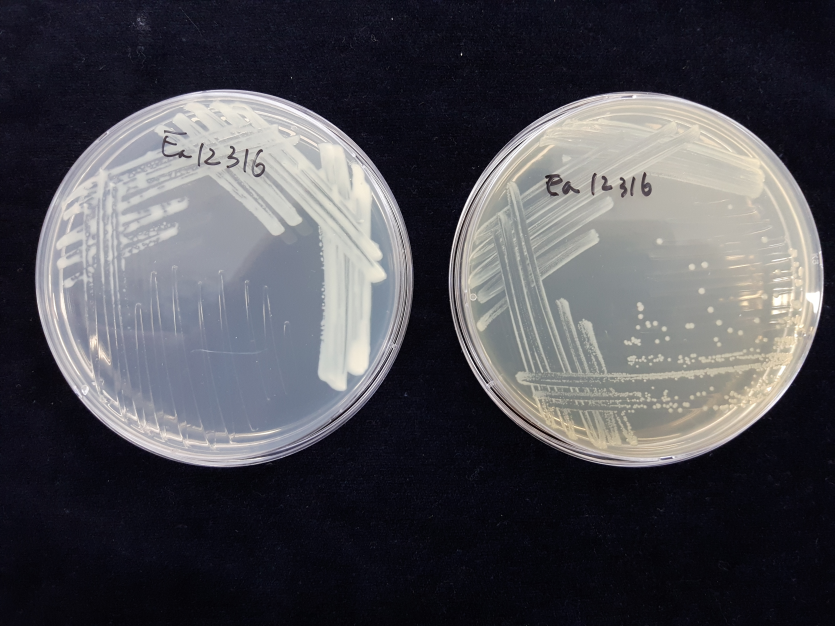 배지 상의 균총(KB 배지(좌) 및 TSA 배지(우) 반투명 회백색 콜로니)