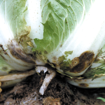 잎 썩음 증상(1)