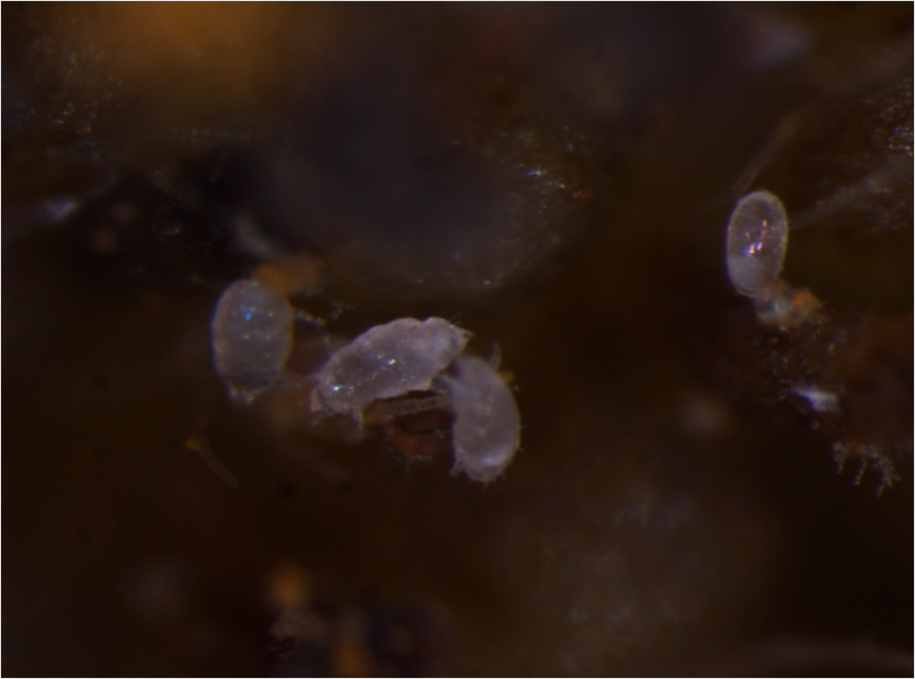 성충(왼쪽), 알(오른쪽)