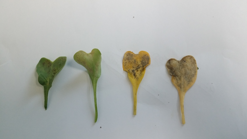 유묘기 병징(흑색 반점)