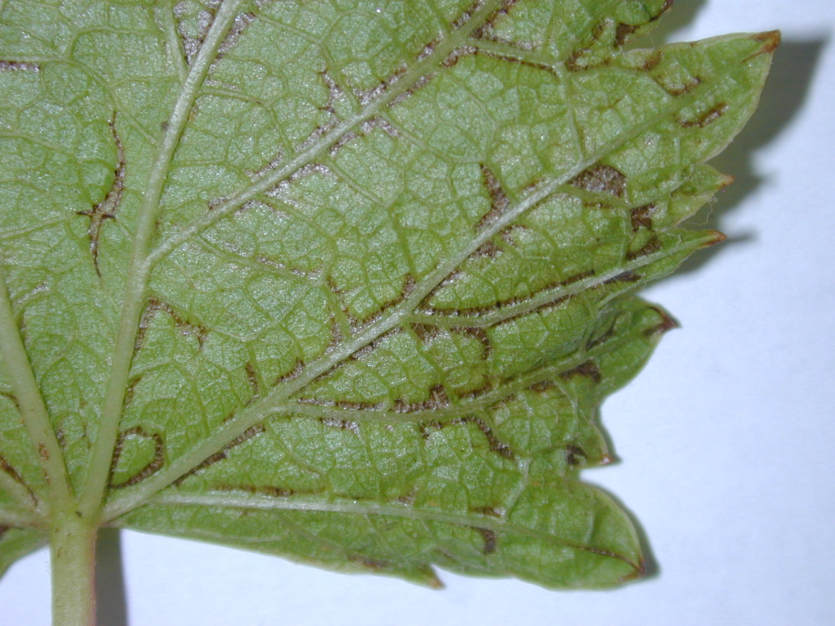  총채벌레 피해잎(갈변) 