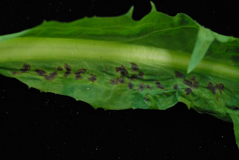 초기 갈색점무늬 증상