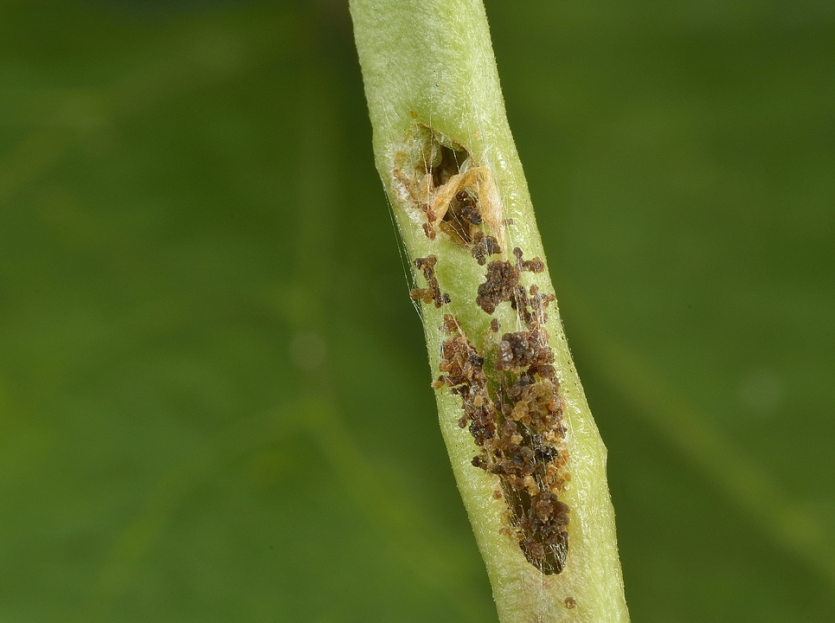 콩명나방 피해줄기 똥 배출
