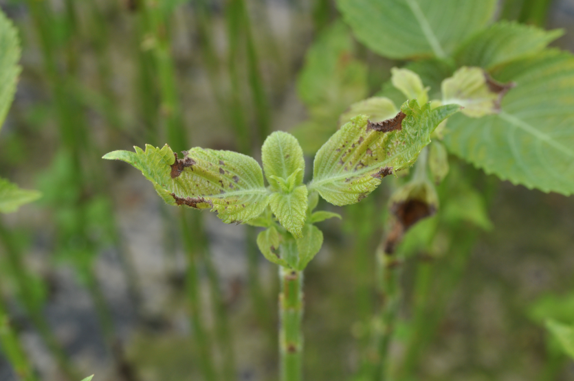 후기(괴사, 생육불량)
