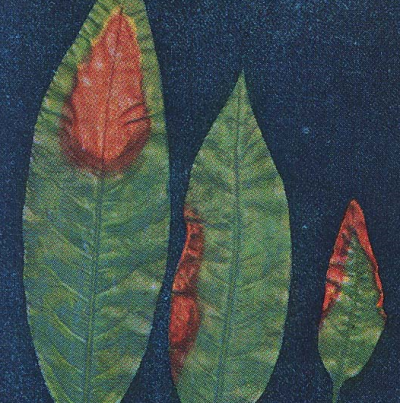 잎의 중앙과 가장자리 갈변