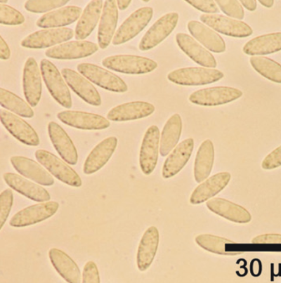 병원균(C. acutatum 분생포자)