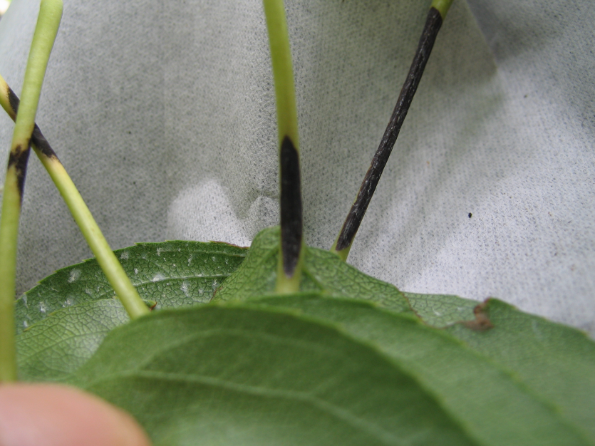 흑성병(왼쪽)과 갈변증상(오른쪽)