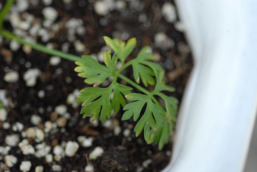 초기 잎점무늬 증상 및 달무리 현상