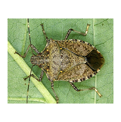 썩덩나무노린재 